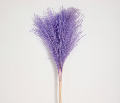 Сухоцвет "Пампасная трава", длина 65 см, длина соцветия 15-45 см, 10 шт., сиреневый
