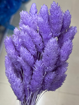 Сухоцвет "Фаларис", длина 60-70 см, 50 шт., нежно-голубой