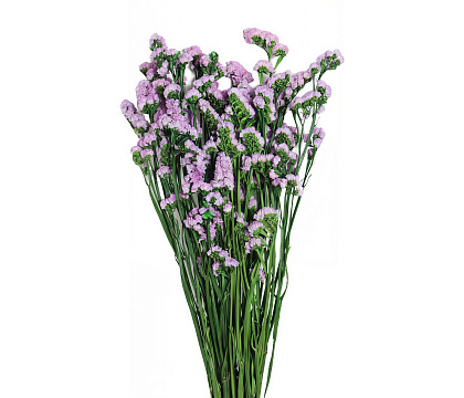 Сухоцвет "Статица", 120 гр/упак. светло-розовый