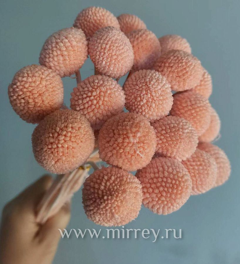 Сухоцвет "Краспедия", длина 60-70 см, размер шарика 2,0-2,5 см, 20 шт/упак. Шампань