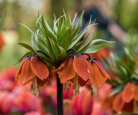 Рябчик императорский (Fritillaria imperialis): описание, посадка и уход
