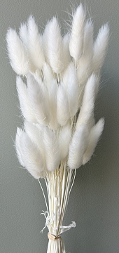 Сухоцвет "Лагурус", 60 шт в пучке, разм. цветка 5-7 см, белый.