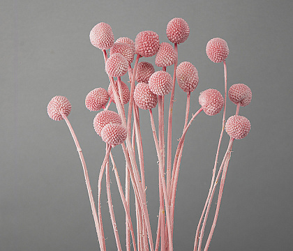 Сухоцвет "Краспедия", длина 60-70 см, размер шарика 2,0-2,5 см, 20 шт/упак.,королевский розовый