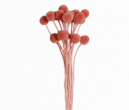 Сухоцвет "Краспедия", длина 60-70 см., размер шарика 2,0-2,5 см, 20 шт/упак., светло-розовый