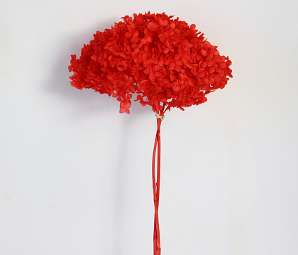 Сухоцвет "Гортензия" длина 60-70 см, диаметр цветка 20 см, 40-60 гр., красный