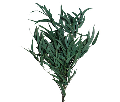 Сухоцвет "Эвкалипт Николи" длина 70-75 см, 100 гр/упак, зеленый