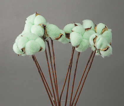 Сухоцвет "Хлопок" 10 шт./упак. Мятный