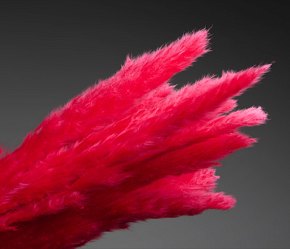 Сухоцвет "Камыш", длина 60-80 см, 15 шт/упак, фуксия.