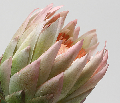 Цветок искусственный декоративный "Протея", H67*D13*14 см., зелено-розовый