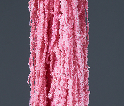 Сухоцвет "Амарантус", длина 70-100 см, розовый